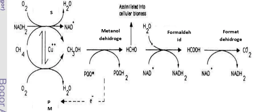 Gambar 1 Proses oksidasi metan oleh bakteri  metanotrof  (Hanson & HansonO