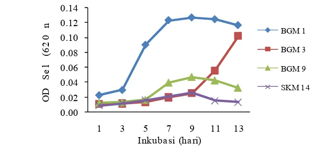 Gambar 9 Akumulasi amonium isolat bakteri metanotrof  selama13hari inkubasi pada media NMS cairdenganpenambahan metanol 2% dan nitrat 1g/L.