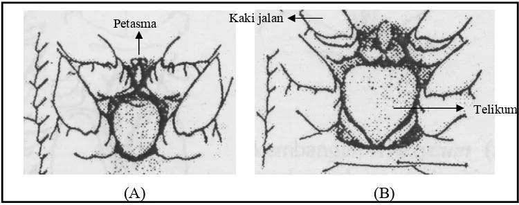 Gambar 6.  Alat kelamin udang galah dilihat dari sisi abdominal. A:  Petasma pada udang jantan terletak antara kaki jalan ke 5, B:  Thelicum pada udang betina terletak antara kaki jalan ke 3              
