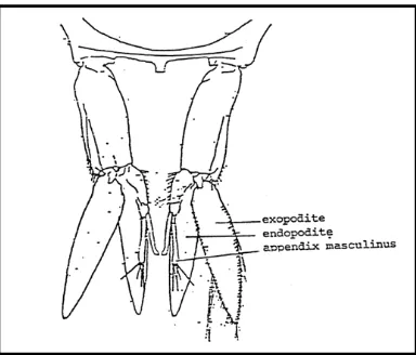 Gambar 7. Morfologi kaki renang kedua udang galah (Antiporda 1986) 