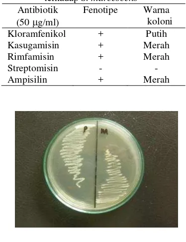Tabel 3    Hasil pengujian beberapa antibiotik terhadap S. marcescens 