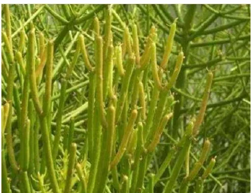 Gambar 1. Morfologi tanaman patah tulang (Euphorbia tirucalli). 