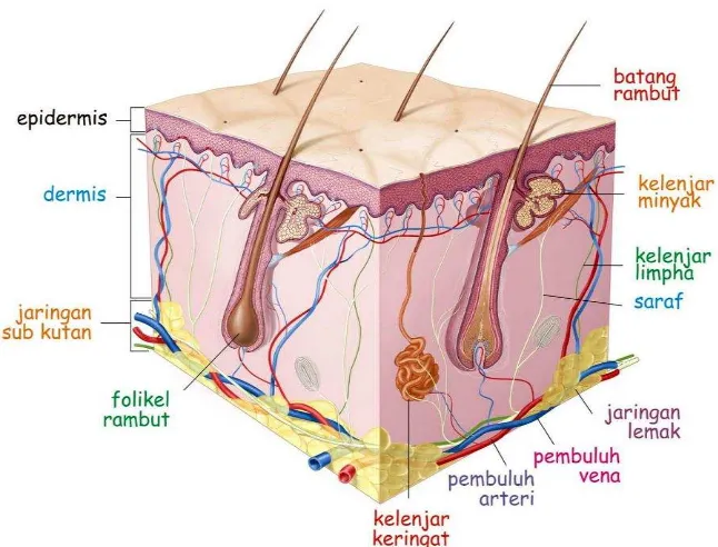 Gambar 3. Histologi kulit (Somantri, 2007) 