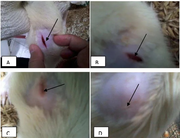 Gambar 7. Gambaran luka sayat tikus putih pada hari ke-7 pasca perlakuan.  