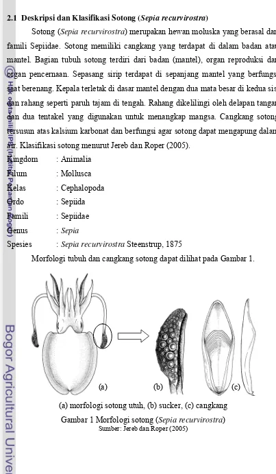 Gambar 1 Morfologi sotong (Sepia recurvirostra)   