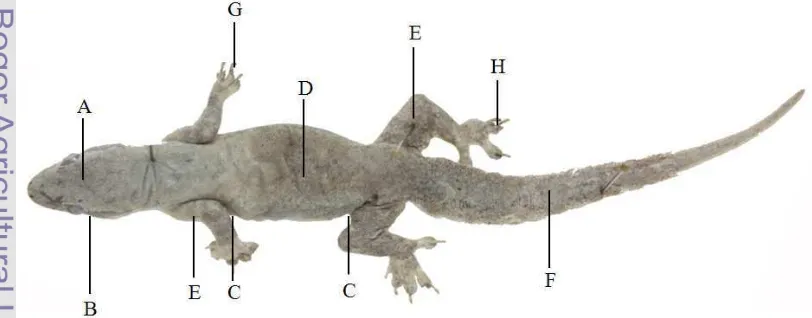 Gambar 3  Bagian tubuh cicak tempat pengambilan tungau. A = kepala; B = telinga; C = ketiak (depan dan belakang); D = badan; E = paha (depan dan belakang); F = ekor; G = jari depan; H = jari belakang