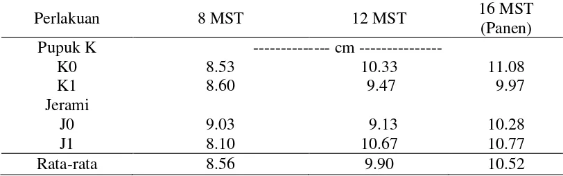 Tabel 8. Panjang Umbi per Tanaman pada Perlakuan Pupuk KCl Kedua dan Jerami 