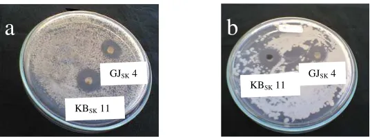 Gambar 1. Hasil Uji Agar Block  Isolat Streptomyces GJSK 4 dan KBSK 11 terhadap C. albicans sensitif (a) dan C