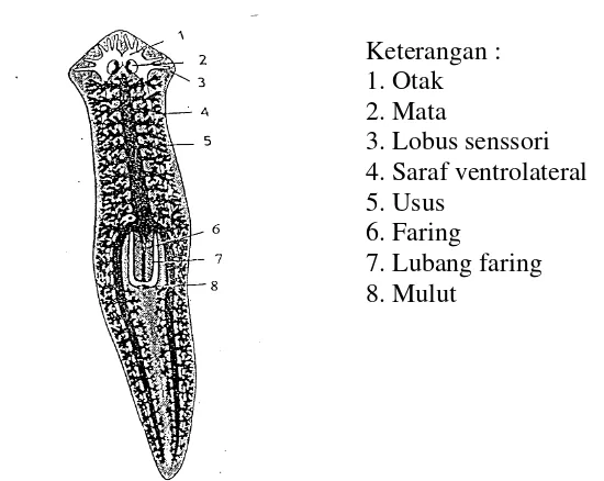Gambar 1. Morfologi  Planaria  (Barners, 1974) 