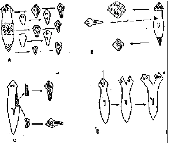 Gambar 2. Regenerasi Planaria  (Villee, dkk, 1968) 