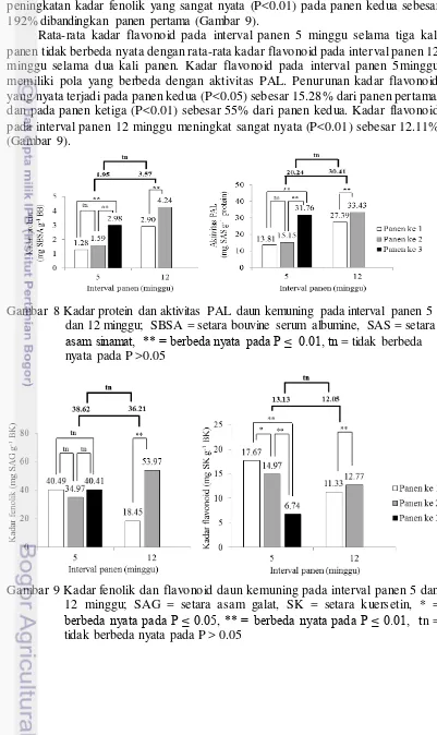 Gambar 8 Kadar protein dan aktivitas PAL daun kemuning pada interval panen 5 
