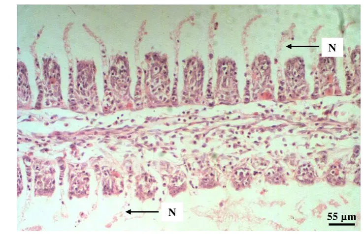 Gambar 6 Gambaran histopatologi insang ikan mas yang dipelihara pada salinitas2 ppt di hari ke-56 pengamatan menunjukkan perubahan kongesti (K).Pewarnaan Haematoxylene Eosin