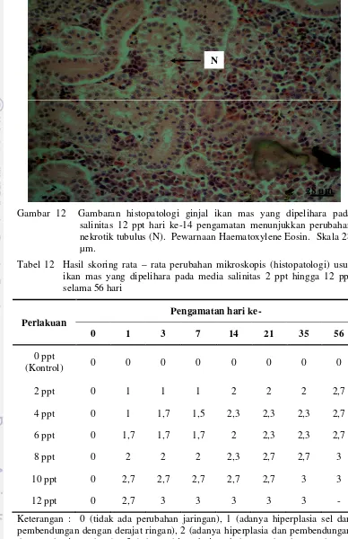 Tabel 12Hasil skoring rata – rata perubahan mikroskopis (histopatologi) ususikan mas yang dipelihara pada media salinitas 2 ppt hingga 12 ppt