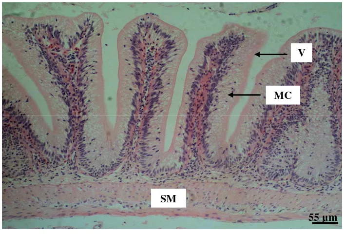 Gambar 13 Gambaran histologi usus normal ikan mas kontrol terdiri dari lapisan