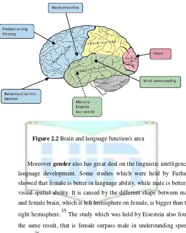 Figure 2.2 Brain and language function's area 