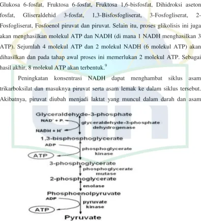Gambar 2.2 : Alur Glikolisis 12