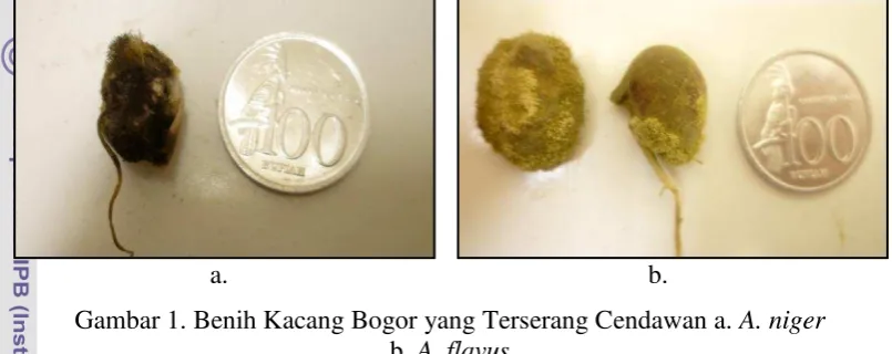Gambar 1. Benih Kacang Bogor yang Terserang Cendawan a. A. niger  