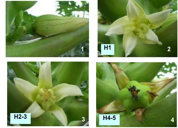 Gambar 14. Perkembangan bunga pepaya betina; kuncup bunga betina genotipe 