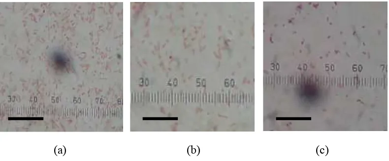 Gambar 1. Vibrio sp. 1 (a), Vibrio sp. 2 (b), Vibrio sp. 3 (c) (bar = 20µm).