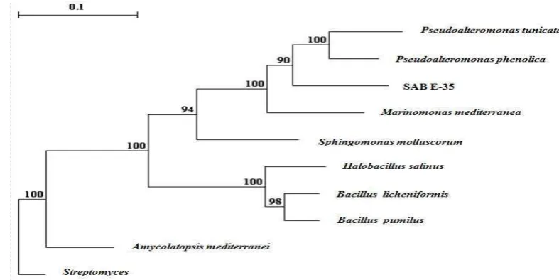 Gambar 6 Pohon filogenetik menunjukkan kekerabatan isolat SAB E-35 dengan beberapa bakteri laut yang menghasilkan senyawa bioaktif