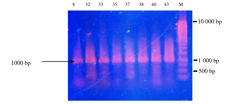 Tabel 3 Hasil Uji MIC isolat bakteri SAB terhadap beberapa mikrob indikator.  
