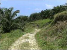 Gambar 1 Lokasi Perkebunan Kelapa Sawit Kebun Sukamaju, Sukabumi. 