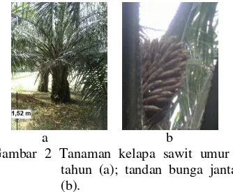 Gambar 2 Tanaman kelapa sawit umur 6 