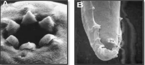 Gambar 1. Morfologi Steinernema spp. (A) Bagian kepala, (B) Bagian      posterior dari sisi ventral, (C) Bagian posterior (Adams  and      Nguyen 2002)