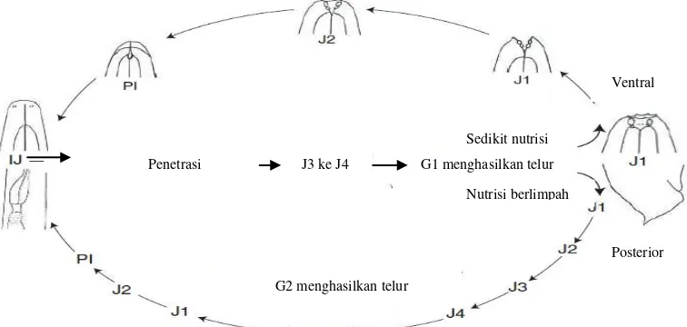 Gambar 3. Siklus Hidup Nematoda Entomopatogen: G1 (Generasi 1), G2 (Generasi 2), J1 (Tahap Juvenil 1), J2 (Tahap Juvenil 2), J3 (Tahap Juvenil 3 Tidak Efektif), PI (Tahap Sebelum Juvenil Infektif), IJ (Juvenil Infektif), J4 (Tahap 4 Juvenil) (Wouts 1979 da