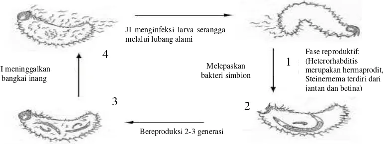 Gambar 4. Mekanisme Infeksi Nematoda Entomopatogen (Grewal 2005). 