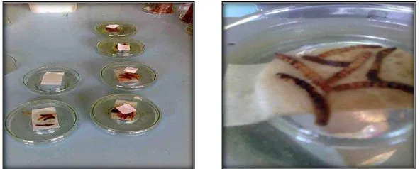 Gambar 5. Perbanyakan nematoda secara in vivo menggunakan white trap    (Sumber : Rahim 2010)