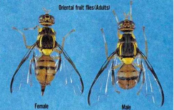 Gambar 1. Lalat buah dewasa Bactrocera dorsalis (Hendel)  (Weems & Fasulo 2012). 