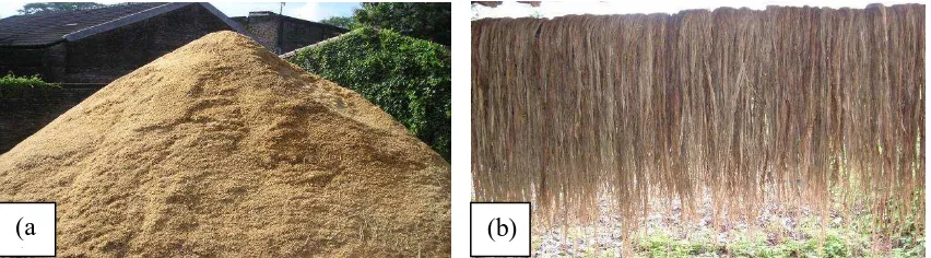 Gambar 1.1. Tumpukan (a) limbah sekam padi dan (b) serat ramie 