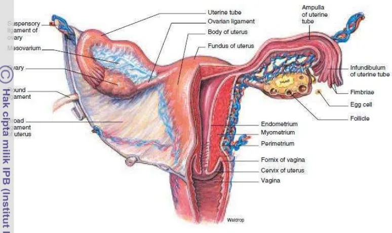 Gambar 2  Organ reproduksi internal wanita (Graaff  2001). 