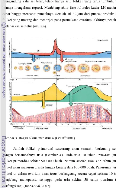 Gambar 3  Bagan siklus menstruasi (Graaff 2001). 