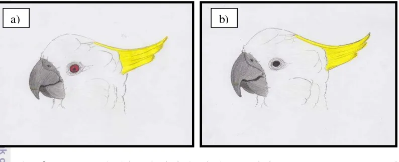 Gambar 6 Cara membedakan jenis kelamin burung kakatua. Keterangan: a) Jenis 
