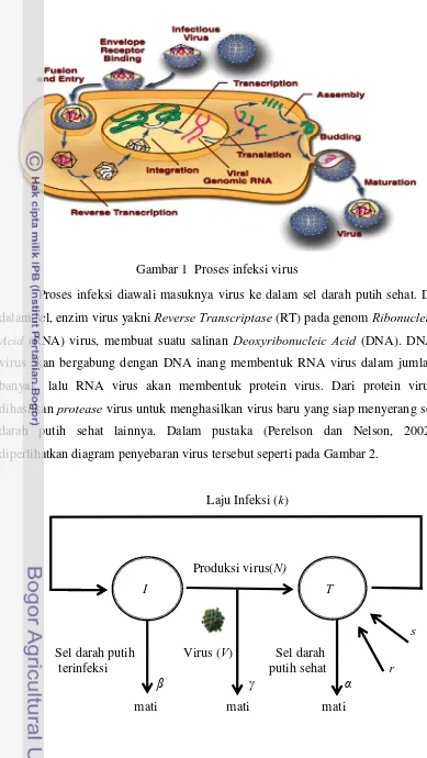 Gambar 1  Proses infeksi virus 