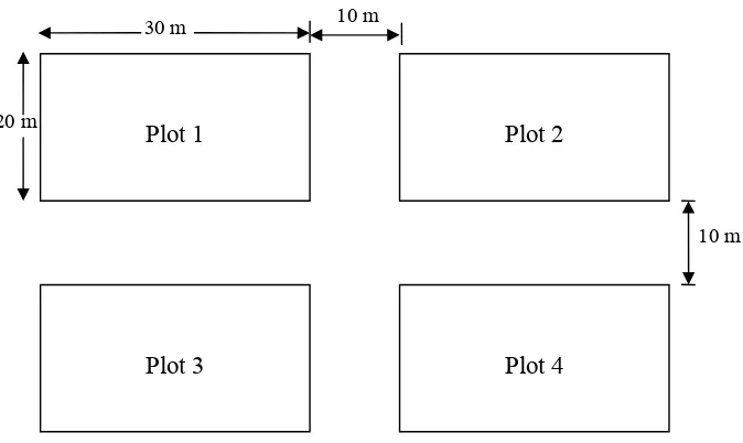 Gambar 3. Desain plot pengambilan pohon contoh pada masing-masing kelas umur dengan ukuran 20 m x 30 m
