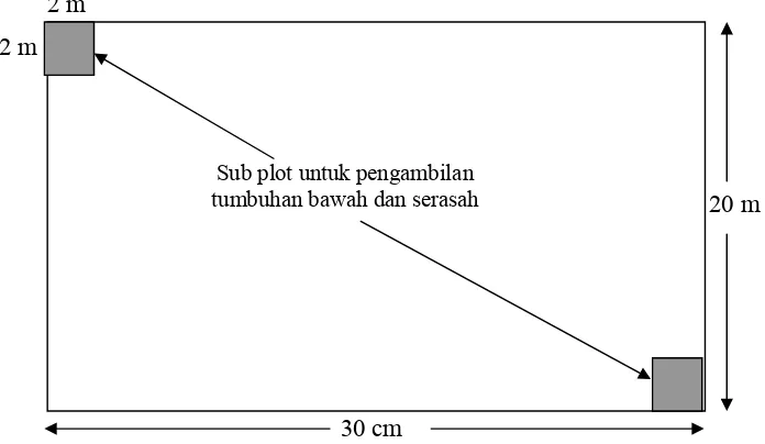 Gambar 4. Desain sub plot di dalam plot pengambilan pohon contoh pada masing-masing kelas umur untuk pengambilan tumbuhan bawah dan serasah dengan ukuran 2 m x 2 m