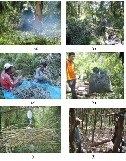Gambar 6.  Prosedur pengambilan sampel di lapangan: (a) penebangan pohon 