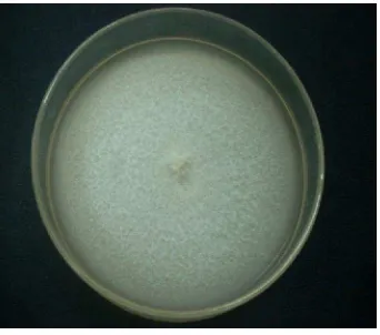 Gambar 1. Koloni jamur Fusarium sp pada cawan petri umur 7 hari 