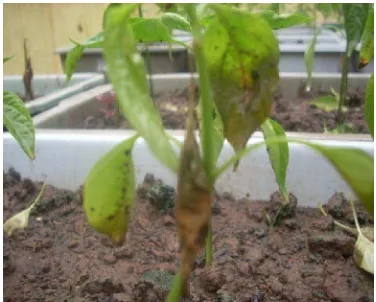 Gambar 9. Rata-rata masa inkubasi penyakit layu fusarium pada tanaman cabai       dengan pemberian Pseudomonad fluoresen 
