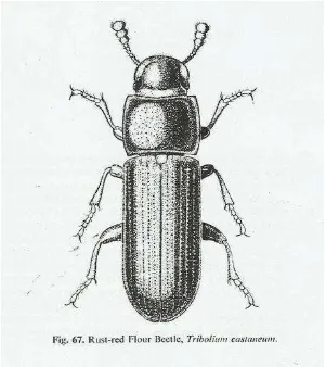 Gambar 2. Imago T. castaneum (Munro 1966) 