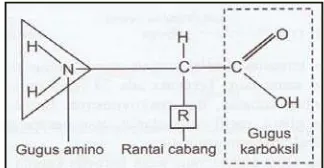Gambar 2  Sketsa bentuk molekul asam amino (Sumber: Winarno 2008)  