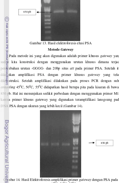 Gambar 13. Hasil elektroforesis elusi PSA 