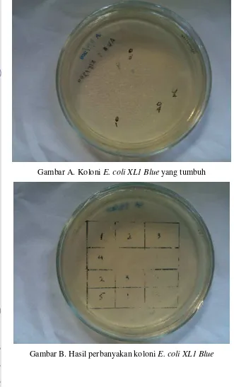 Gambar B. Hasil perbanyakan koloni E. coli XL1 Blue 