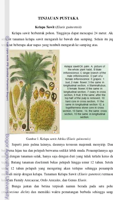 Gambar 1. Kelapa sawit Afrika (Elaeis guineensis) 