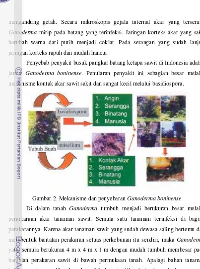 Gambar 2. Mekanisme dan penyebaran Ganoderma boninense 