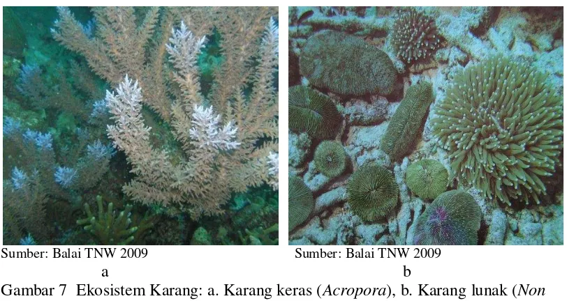Gambar 7  Ekosistem Karang: a. Karang keras (Acropora), b. Karang lunak (Non 