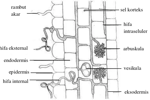 Gambar 2. Penampang longitudinal akar yang terinfeksi MVA (Delvian 2006) 